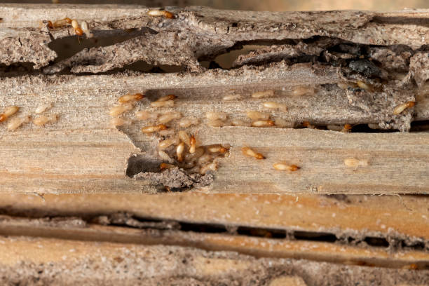 Best Cockroach Control Services  in Pinehurst, NC